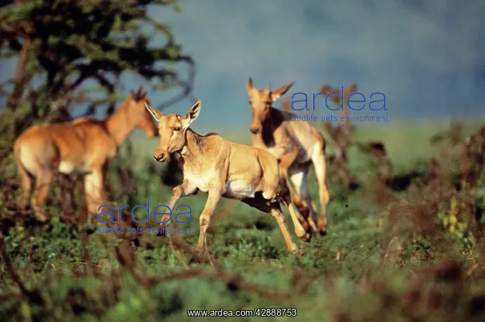  : Topi - calf leaping