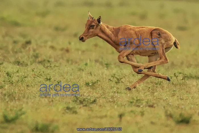 : Topi calf running and pronking in the early morning : Topi calf running and pronking in the early morning