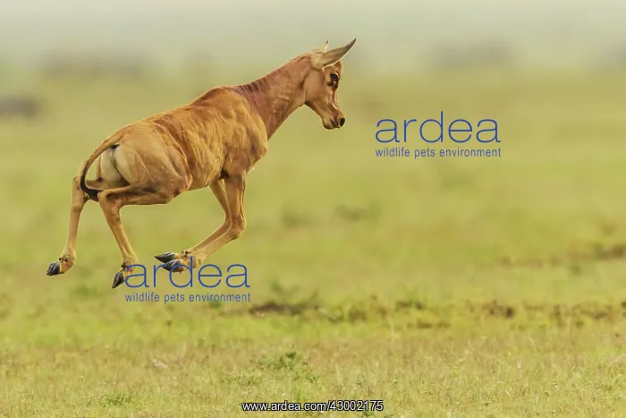 : Topi calf running and pronking in the early morning : Topi calf running and pronking in the early morning