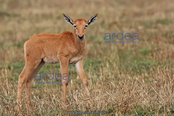 : Topi (Damaliscus korrigum) calf looking at the camera : Topi (Damaliscus korrigum) calf looking at the camera