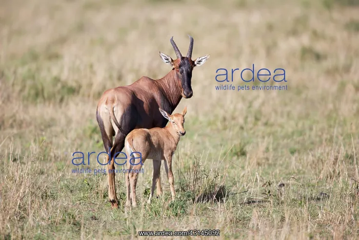 : Topi (Damaliscus korrigum) female and calf