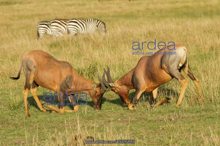 : Topi (Damaliscus korrigum) fighting, Kenya, Masai Mara National Reserve : Topi (Damaliscus korrigum) fighting, Kenya, Masai Mara National Reserve