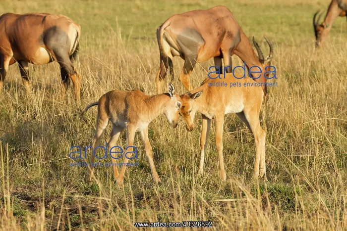 : Topi (Damaliscus korrigum) two juveniles sparring, Kenya, Masai Mara National Reserve : Topi (Damaliscus korrigum) two juveniles sparring, Kenya, Masai Mara National Reserve
