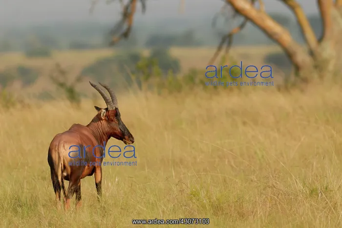 : Topi (Damaliscus korrigum) male standing in savanna grassland : Topi (Damaliscus korrigum) male standing in savanna grassland