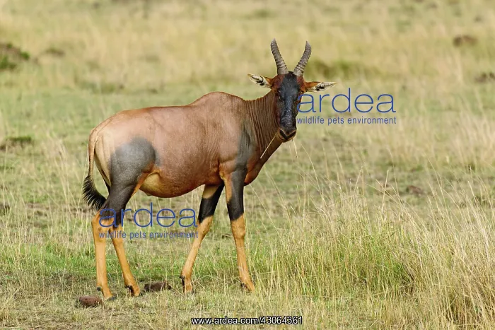 : Topi, Damaliscus korrigum, Masai Mara Game : Topi, Damaliscus korrigum, Masai Mara Game