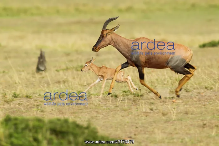  : Topi (Damaliscus korrigum) mother and baby running, Kenya, Masai Mara National Reserve