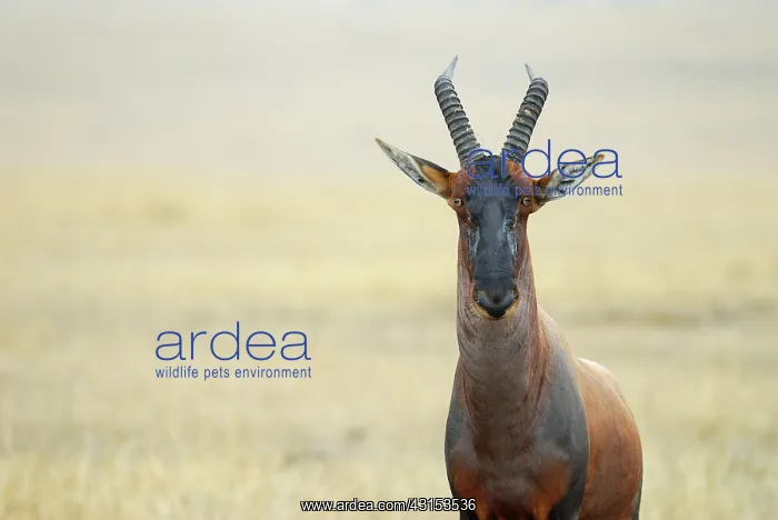 : Topi (Damaliscus korrigum) portrait : Topi (Damaliscus korrigum) portrait