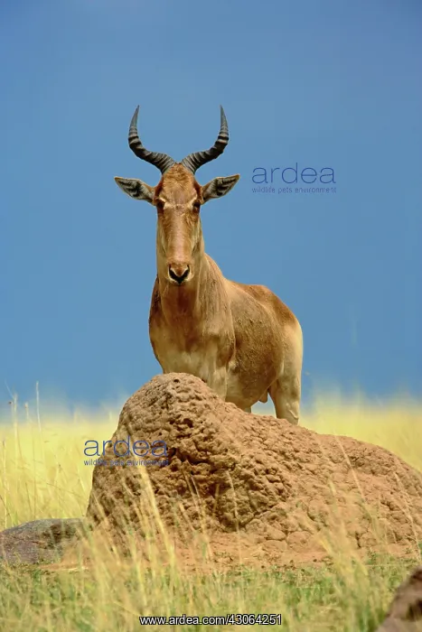 : Topi, Damaliscus korrigum. standing guard : Topi, Damaliscus korrigum. standing guard