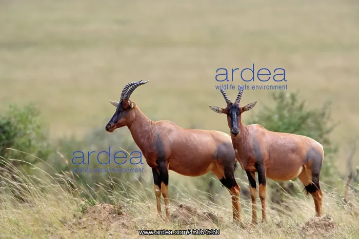 : Topi, Damaliscus korrigum. standing guard : Topi, Damaliscus korrigum. standing guard