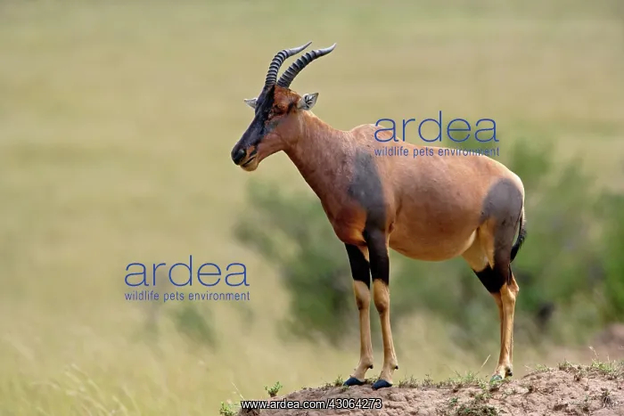 : Topi, Damaliscus korrigum. standing guard : Topi, Damaliscus korrigum. standing guard