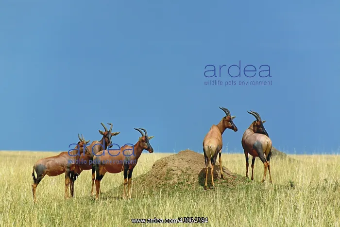 : Topi, Damaliscus korrigum. standing guard : Topi, Damaliscus korrigum. standing guard