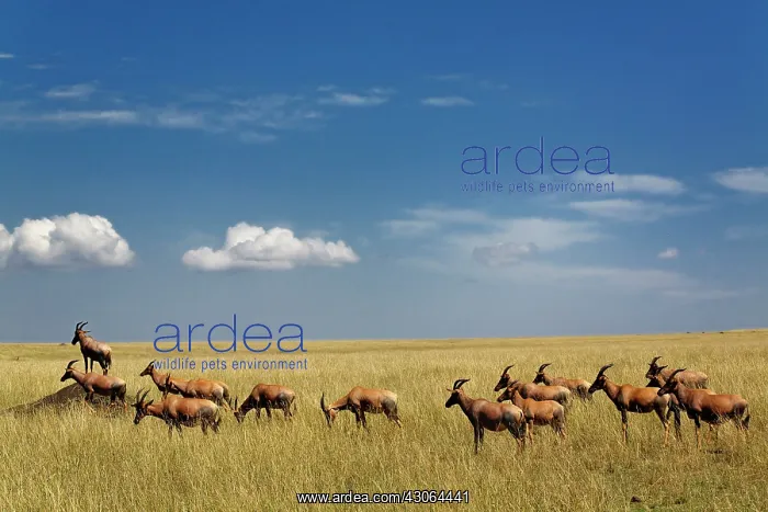 : Topi, Damaliscus korrigum. standing guard : Topi, Damaliscus korrigum. standing guard