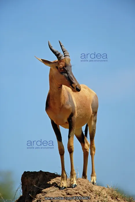 : Topi, Damaliscus korrigum. standing guard : Topi, Damaliscus korrigum. standing guard