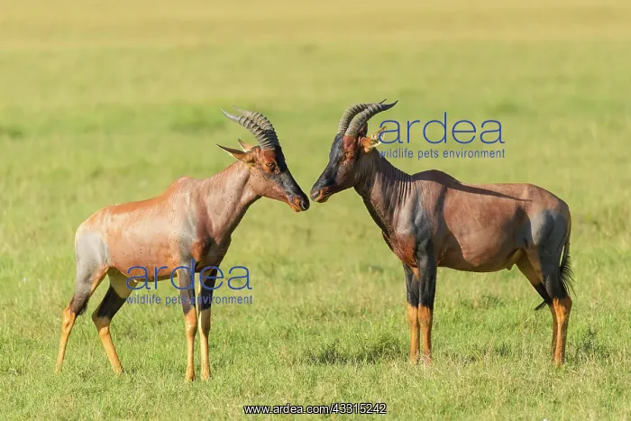 : Topi (Damaliscus lunatus) Antelope, two animal : Topi (Damaliscus lunatus) Antelope, two animal