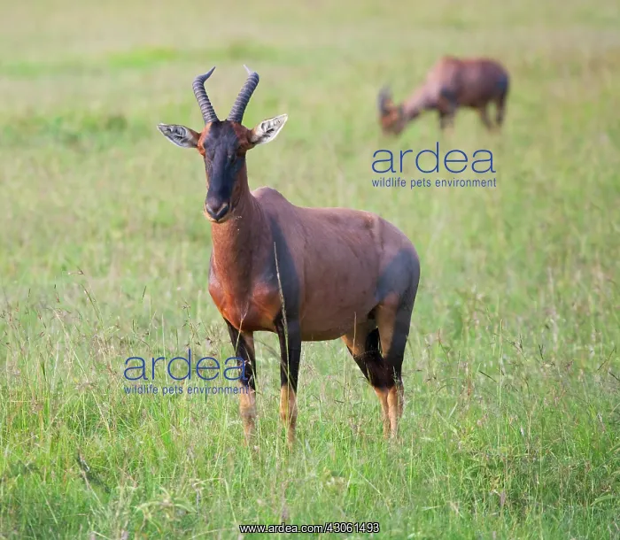 : Topi (Damaliscus lunatus), Maasai Mara National : Topi (Damaliscus lunatus), Maasai Mara National