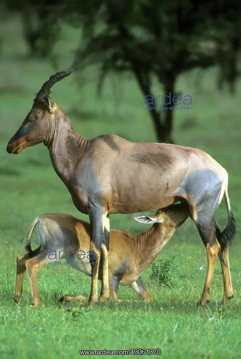  : Topi, (Damaliscus lunatus), mother nursing
