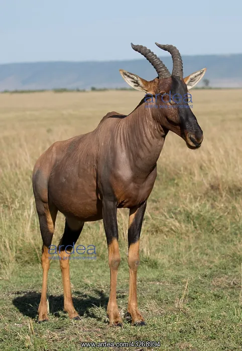 : One Topi Damaliscus lunatus standing Masai Mara : One Topi Damaliscus lunatus standing Masai Mara