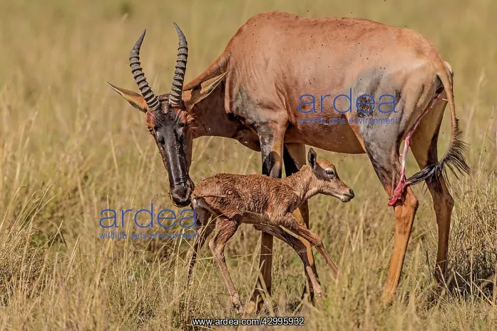 : Topi newborn baby being groomed by mother : Topi newborn baby being groomed by mother