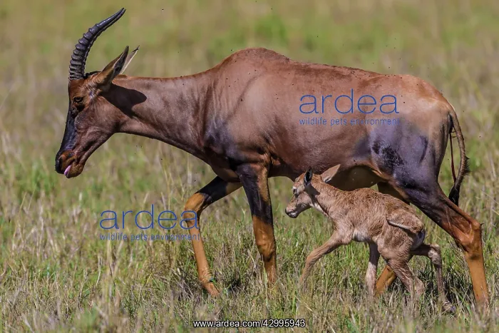 : Topi newborn baby being groomed by mother : Topi newborn baby being groomed by mother