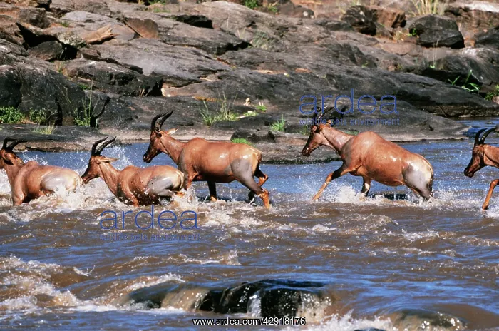 : TOPI - five running through water : TOPI - five running through water