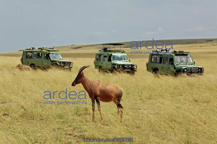 : Topi and three safari vehicles, Damaliscus : Topi and three safari vehicles, Damaliscus