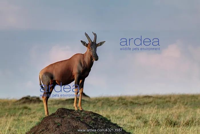 : Topi standing guard on termite mound, Maasai : Topi standing guard on termite mound, Maasai
