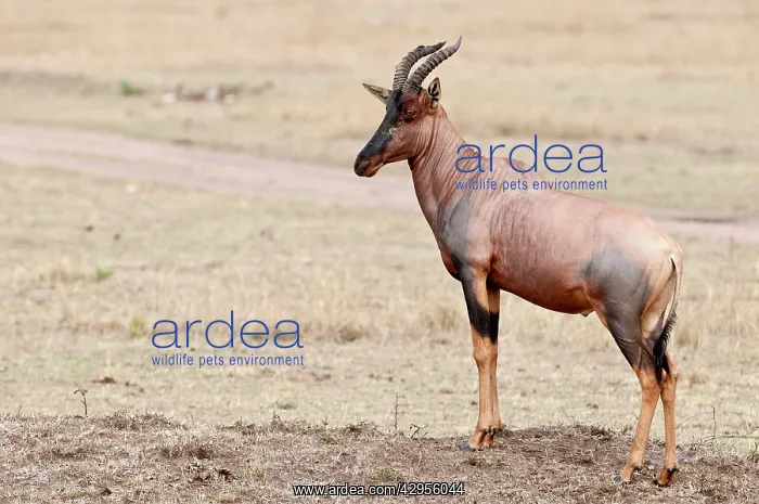 : Topi - standing on low mound : Topi - standing on low mound