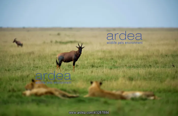 : Topi - watching lions : Topi - watching lions