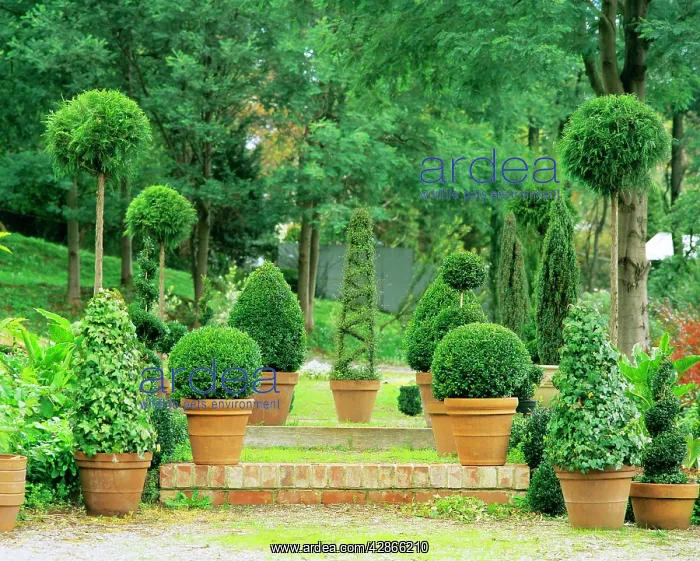 : Topiary garden Gembrook : Topiary garden Gembrook