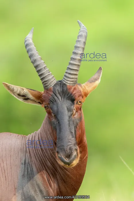 : Topis (Damaliscus korrigum), Grazing the lush grasslands : Topis (Damaliscus korrigum), Grazing the lush grasslands