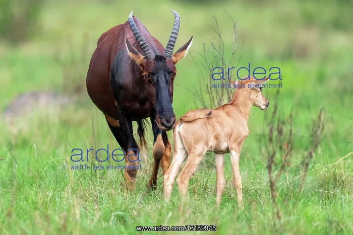 : Topis (Damaliscus korrigum), Mother and baby grazing : Topis (Damaliscus korrigum), Mother and baby grazing