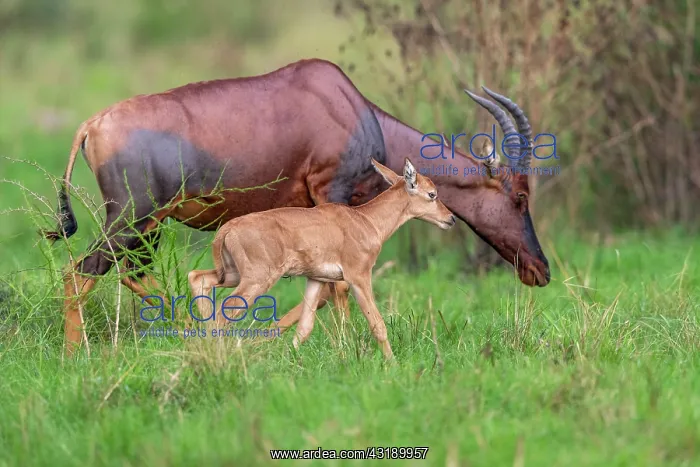: Topis (Damaliscus korrigum), Mother and baby grazing : Topis (Damaliscus korrigum), Mother and baby grazing