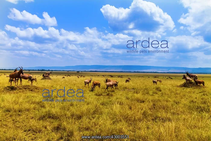  : Topis Masai Mara National Reserve, Kenya