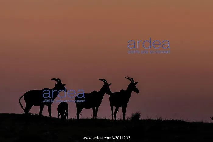 : Topis silhouette at dawn Masai Mara National Reserve, Kenya : Topis silhouette at dawn Masai Mara National Reserve, Kenya