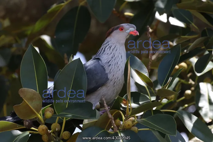 : Topknot Pigeon : Topknot Pigeon