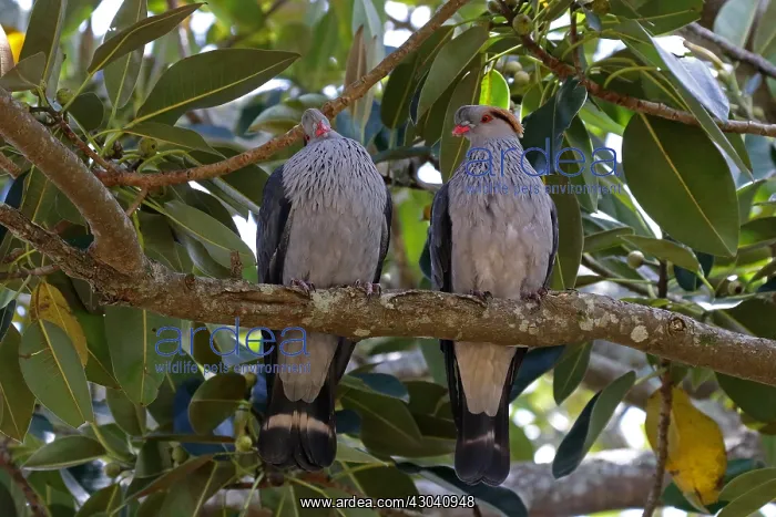 : Topknot Pigeon : Topknot Pigeon