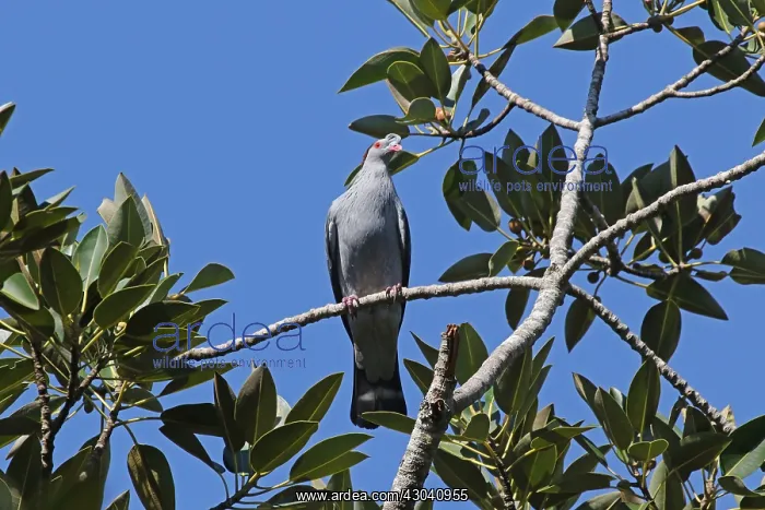 : Topknot Pigeon : Topknot Pigeon