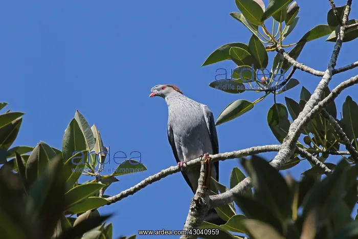 : Topknot Pigeon : Topknot Pigeon