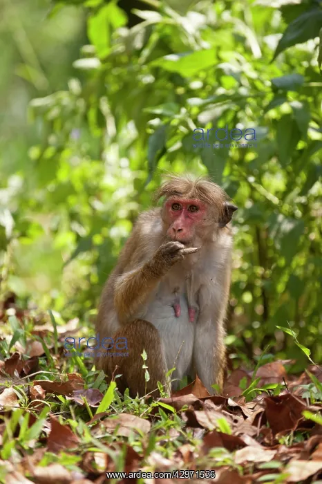 : Toque Macaque - on ground putting food in mouth : Toque Macaque - on ground putting food in mouth
