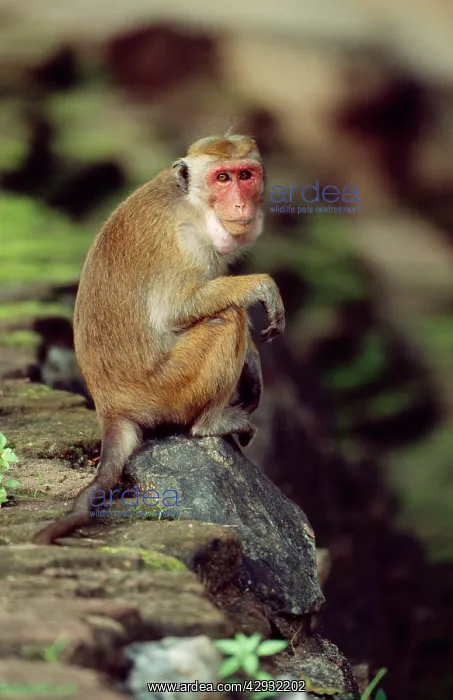 : Toque Macaque MONKEY : Toque Macaque MONKEY