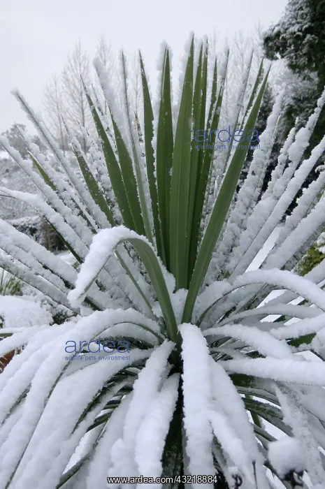 : Torbay palm with snow : Torbay palm with snow