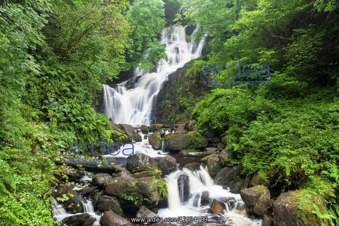 : Torc Waterfall, Killarney National Park, Killarney : Torc Waterfall, Killarney National Park, Killarney