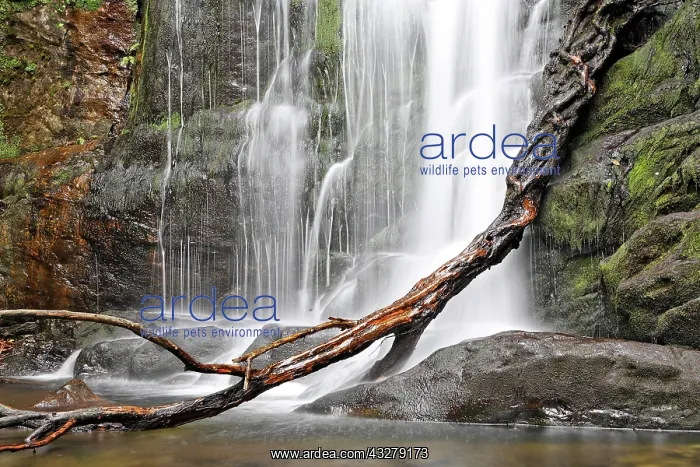 : Torc waterfall of the Owengarriff River, Killarney : Torc waterfall of the Owengarriff River, Killarney