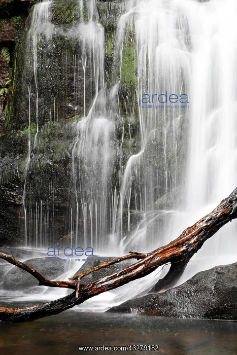 : Torc waterfall of the Owengarriff River, Killarney : Torc waterfall of the Owengarriff River, Killarney