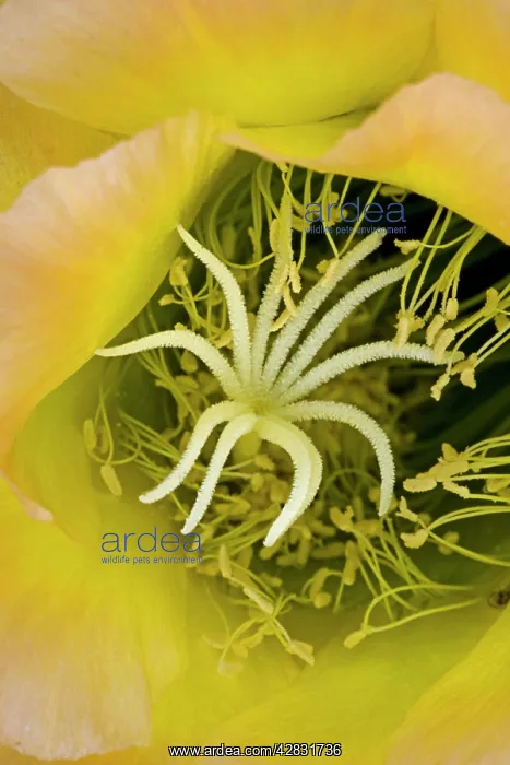 : Torch Cactus (Hybrid) - not native to Arizona : Torch Cactus (Hybrid) - not native to Arizona