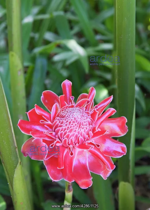 : Torch Ginger - Flower : Torch Ginger - Flower