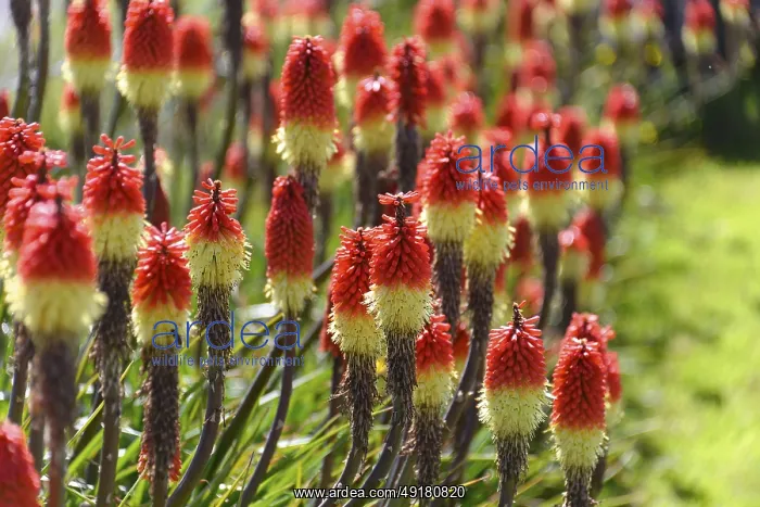 : Torch lilies (Kniphofia) at a house near Portree : Torch lilies (Kniphofia) at a house near Portree