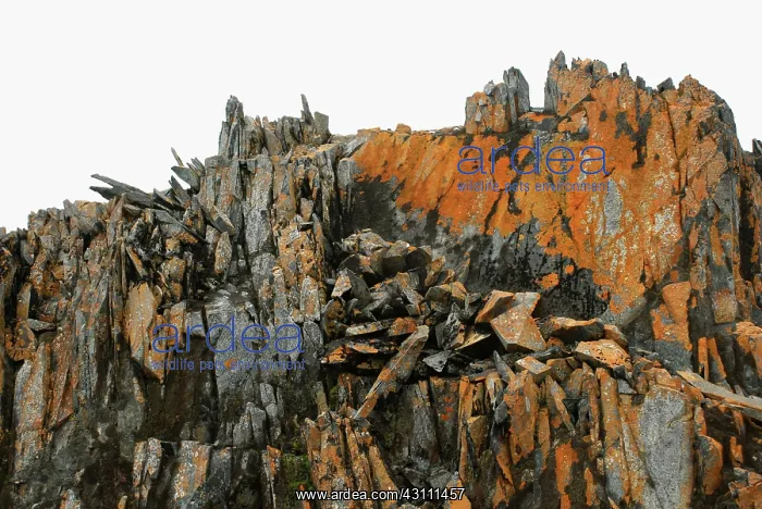 : Torgersen Island, Antarctica : Torgersen Island, Antarctica