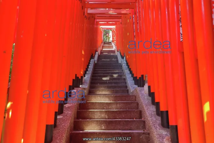 : Torii Gate tunnel at Hie-Jinja Shinto Shrine, Tokyo, Japan : Torii Gate tunnel at Hie-Jinja Shinto Shrine, Tokyo, Japan