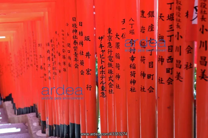 : Torii Gate tunnel at Hie-Jinja Shinto Shrine, Tokyo, Japan : Torii Gate tunnel at Hie-Jinja Shinto Shrine, Tokyo, Japan